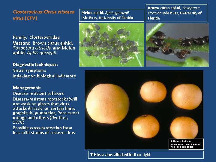 Closterovirus-Citrus tristeza virus (CTV) Melon aphid, Aphis gossypii Lyle Buss, University of Florida Brown