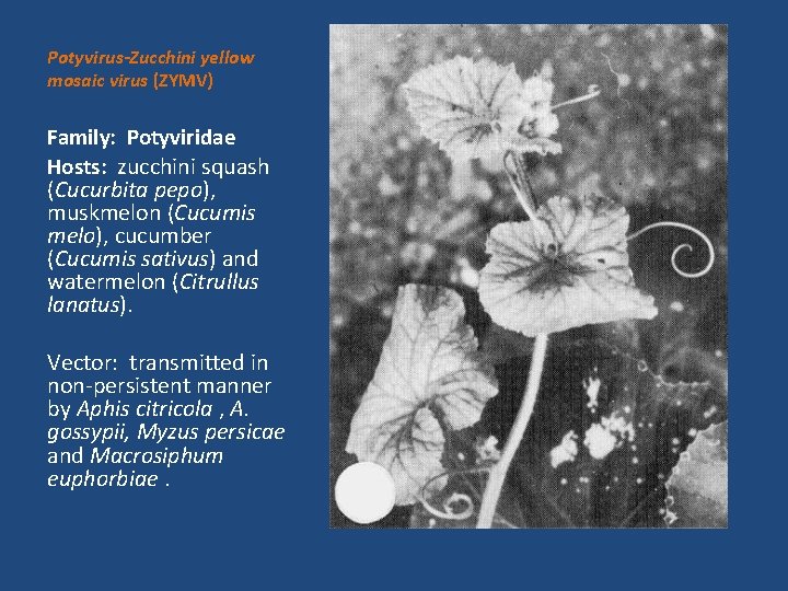 Potyvirus-Zucchini yellow mosaic virus (ZYMV) Family: Potyviridae Hosts: zucchini squash (Cucurbita pepo), muskmelon (Cucumis