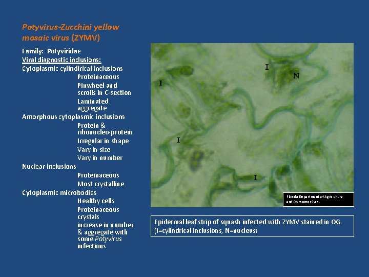 Potyvirus-Zucchini yellow mosaic virus (ZYMV) Family: Potyviridae Viral diagnostic inclusions: Cytoplasmic cylindirical inclusions Proteinaceous