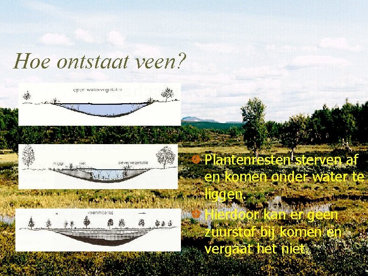 Hoe ontstaat veen? Plantenresten sterven af en komen onder water te liggen. Hierdoor kan