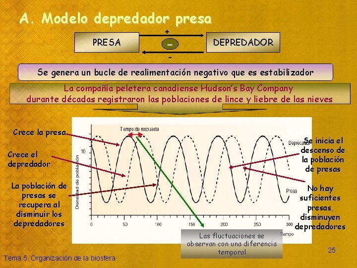 A. Modelo depredador presa PRESA + - DEPREDADOR - Se genera un bucle de