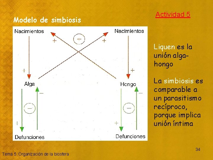 Modelo de simbiosis Actividad 5 Liquen es la unión algahongo La simbiosis es comparable
