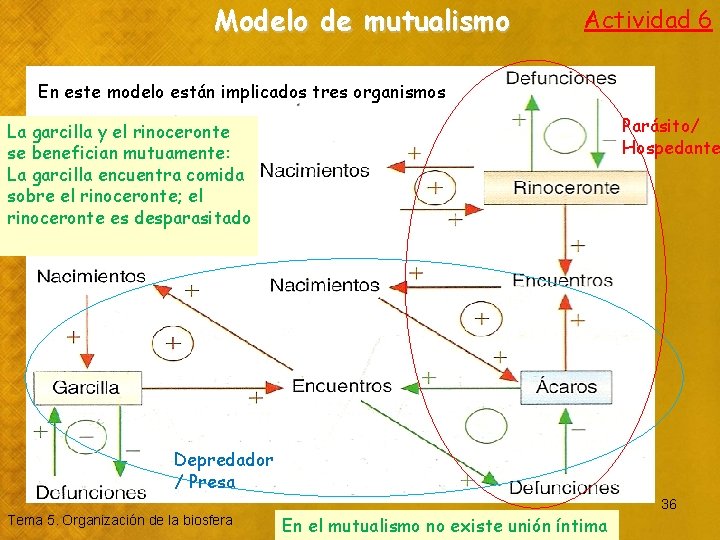 Modelo de mutualismo Actividad 6 En este modelo están implicados tres organismos Parásito/ Hospedante