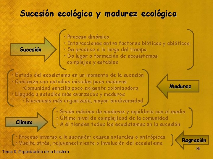 Sucesión ecológica y madurez ecológica Sucesión • Proceso dinámico • Interacciones entre factores bióticos