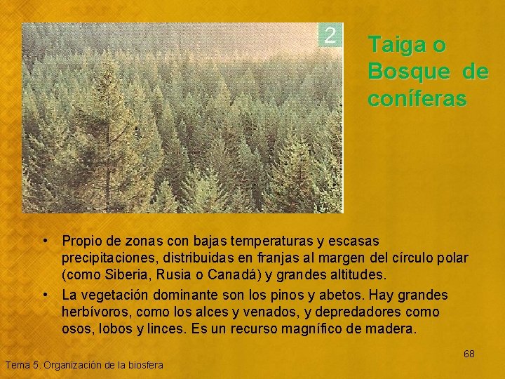 Taiga o Bosque de coníferas • Propio de zonas con bajas temperaturas y escasas
