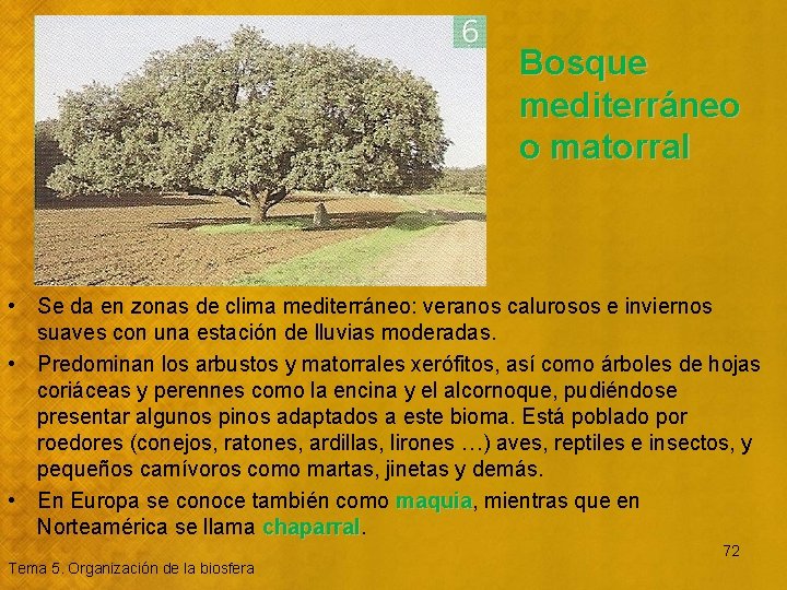 Bosque mediterráneo o matorral • Se da en zonas de clima mediterráneo: veranos calurosos