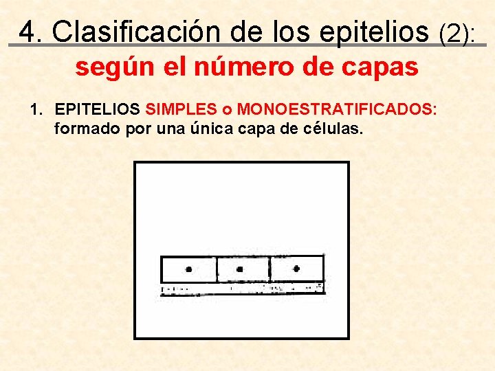4. Clasificación de los epitelios (2): según el número de capas 1. EPITELIOS SIMPLES