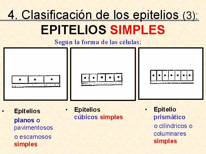 4. Clasificación de los epitelios (3): EPITELIOS SIMPLES Según la forma de las células: