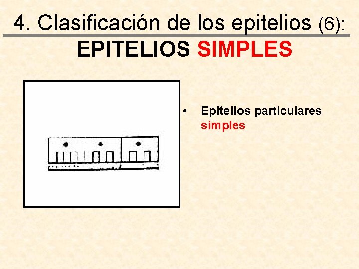 4. Clasificación de los epitelios (6): EPITELIOS SIMPLES • Epitelios particulares simples 