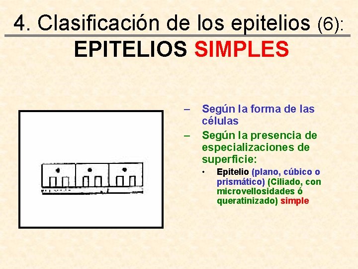 4. Clasificación de los epitelios (6): EPITELIOS SIMPLES – – Según la forma de