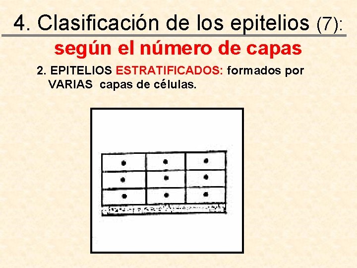 4. Clasificación de los epitelios (7): según el número de capas 2. EPITELIOS ESTRATIFICADOS: