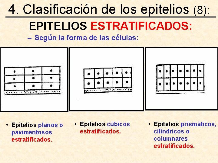 4. Clasificación de los epitelios (8): EPITELIOS ESTRATIFICADOS: – Según la forma de las