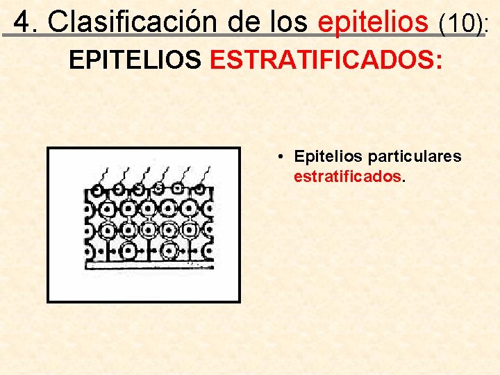 4. Clasificación de los epitelios (10): EPITELIOS ESTRATIFICADOS: • Epitelios particulares estratificados. 