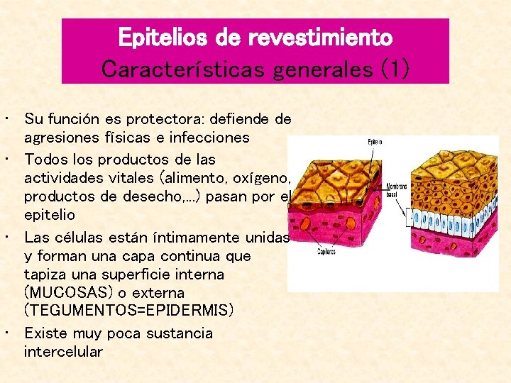 Epitelios de revestimiento Características generales (1) • Su función es protectora: defiende de agresiones