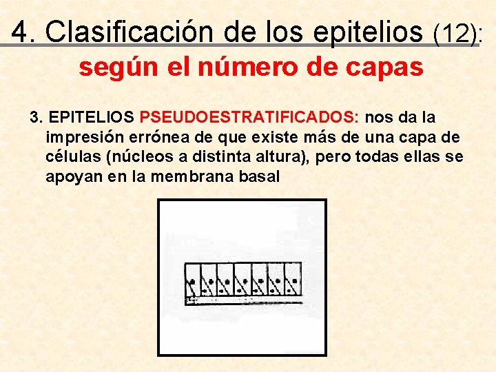 4. Clasificación de los epitelios (12): según el número de capas 3. EPITELIOS PSEUDOESTRATIFICADOS: