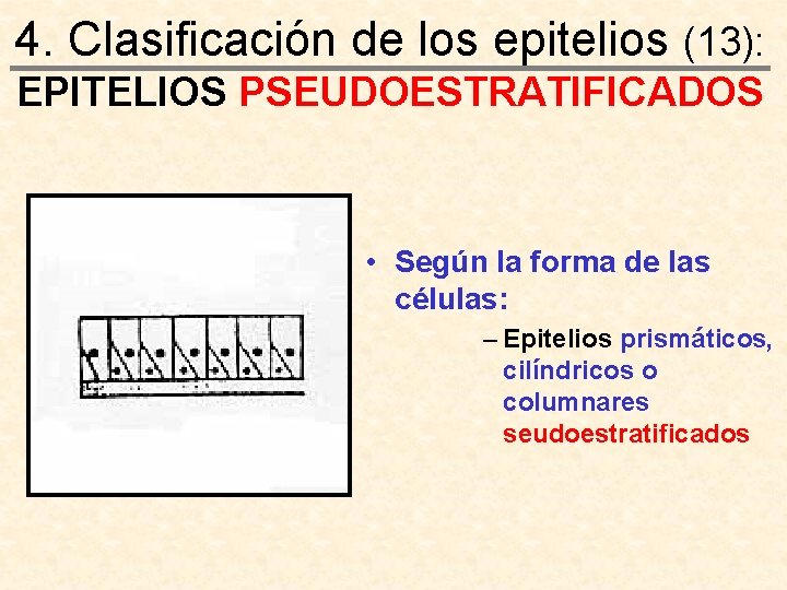 4. Clasificación de los epitelios (13): EPITELIOS PSEUDOESTRATIFICADOS • Según la forma de las