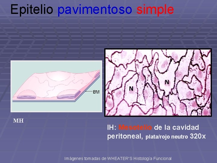 Epitelio pavimentoso simple MH IH: Mesotelio de la cavidad peritoneal, plata/rojo neutro 320 x