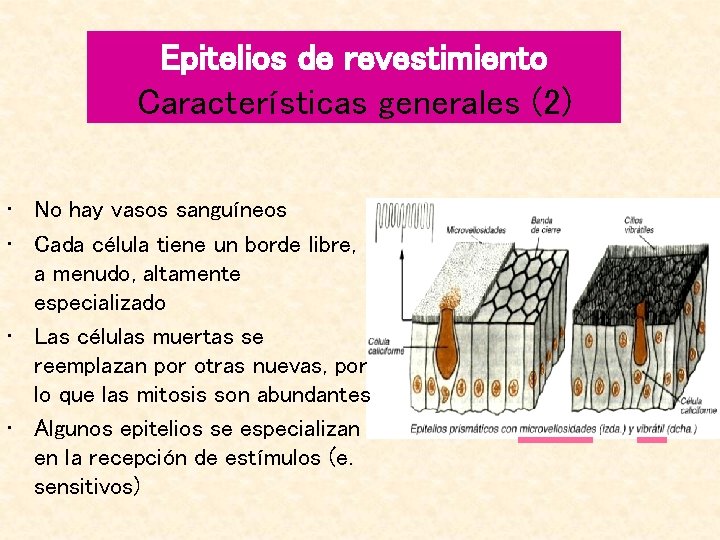 Epitelios de revestimiento Características generales (2) • No hay vasos sanguíneos • Cada célula