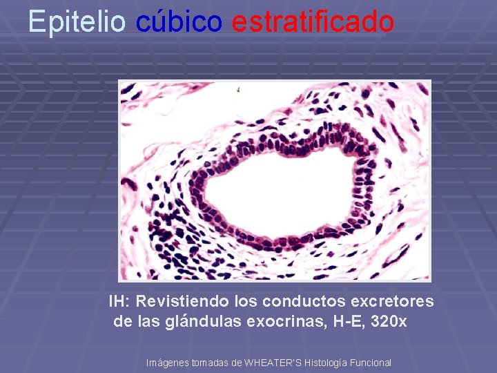 Epitelio cúbico estratificado IH: Revistiendo los conductos excretores de las glándulas exocrinas, H-E, 320