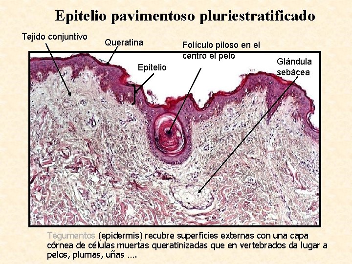 Epitelio pavimentoso pluriestratificado Tejido conjuntivo Queratina Epitelio Folículo piloso en el centro el pelo