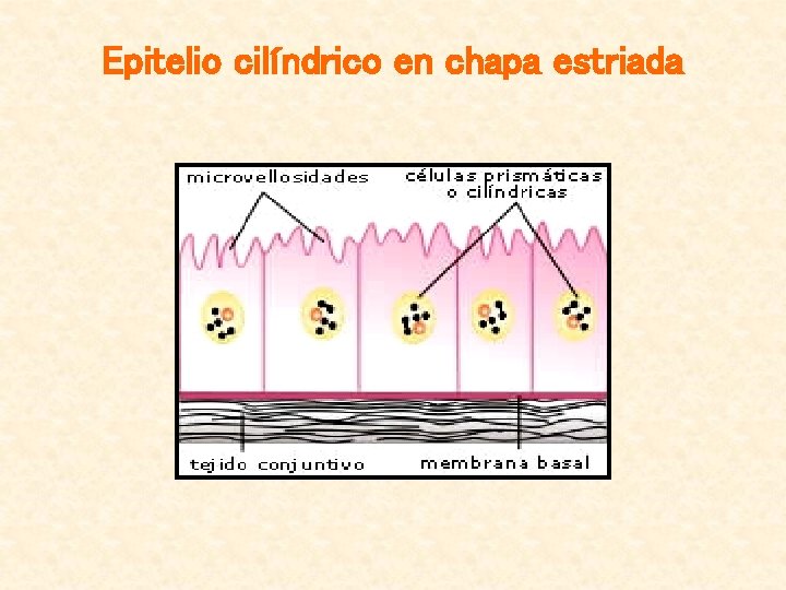 Epitelio cilíndrico en chapa estriada 