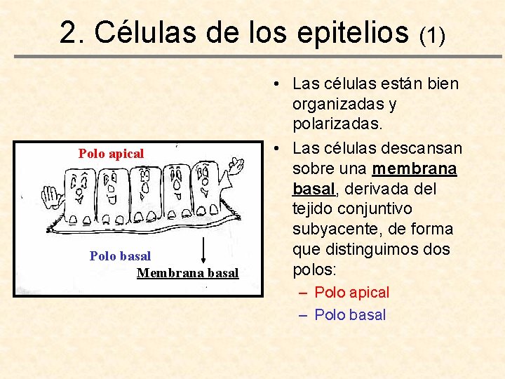 2. Células de los epitelios (1) Polo apical Polo basal Membrana basal • Las