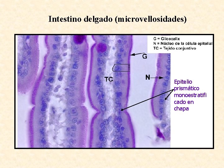 Intestino delgado (microvellosidades) Epitelio prismático monoestratifi cado en chapa 