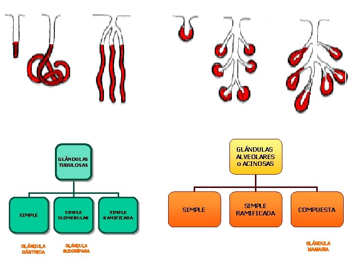 GLÁNDULAS ALVEOLARES o ACINOSAS GLÁNDULAS TUBULOSAS SIMPLE GLÁNDULA GÁSTRICA SIMPLE GLOMERULAR GLÁNDULA SUDORÍPARA SIMPLE