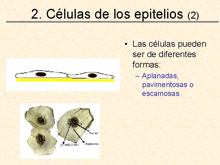 2. Células de los epitelios (2) • Las células pueden ser de diferentes formas: