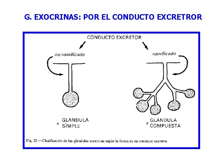 G. EXOCRINAS: POR EL CONDUCTO EXCRETROR 