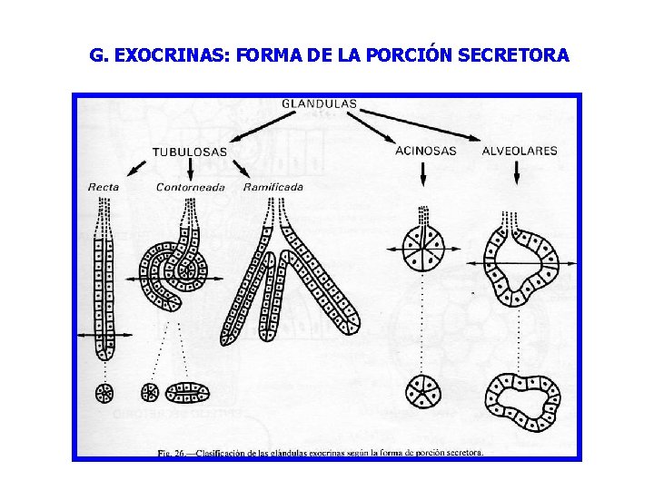 G. EXOCRINAS: FORMA DE LA PORCIÓN SECRETORA 