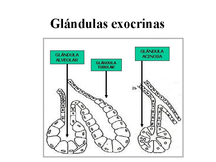 Glándulas exocrinas GLÁNDULA ALVEOLAR GLÁNDULA ACINOSA GLÁNDULA TUBULAR 