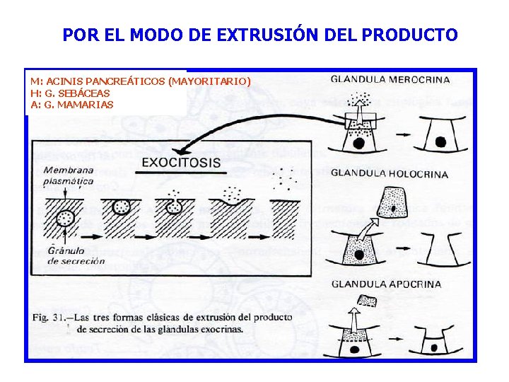 POR EL MODO DE EXTRUSIÓN DEL PRODUCTO M: ACINIS PANCREÁTICOS (MAYORITARIO) H: G. SEBÁCEAS