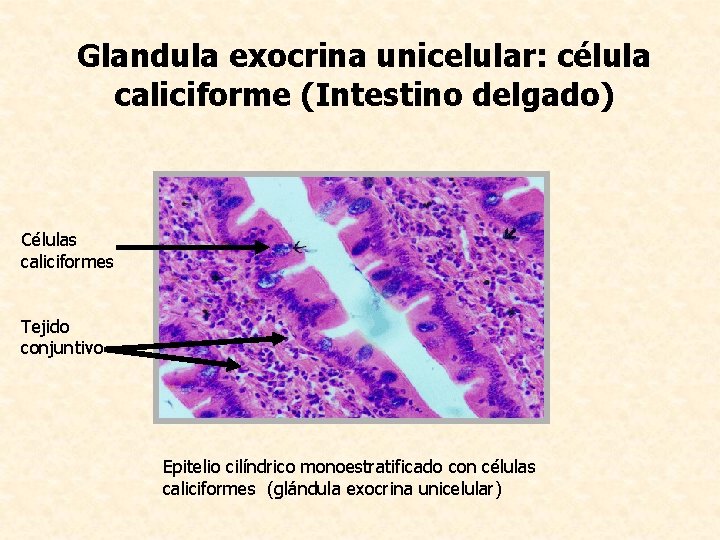 Glandula exocrina unicelular: célula caliciforme (Intestino delgado) Células caliciformes Tejido conjuntivo Epitelio cilíndrico monoestratificado