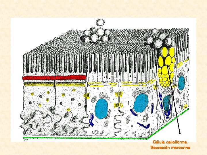 Célula caliciforme. Secreción merocrina 