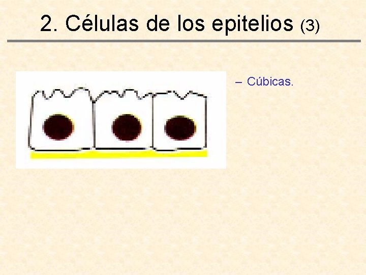 2. Células de los epitelios (3) – Cúbicas. 