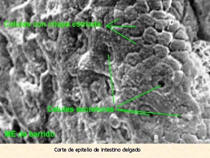 Epitelio cilíndrico monoestratificado en chapa (con microvellosidades) Corte de epitelio de intestino delgado 