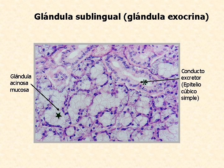 Glándula sublingual (glándula exocrina) Glándula acinosa mucosa Conducto excretor (Epitelio cúbico simple) 