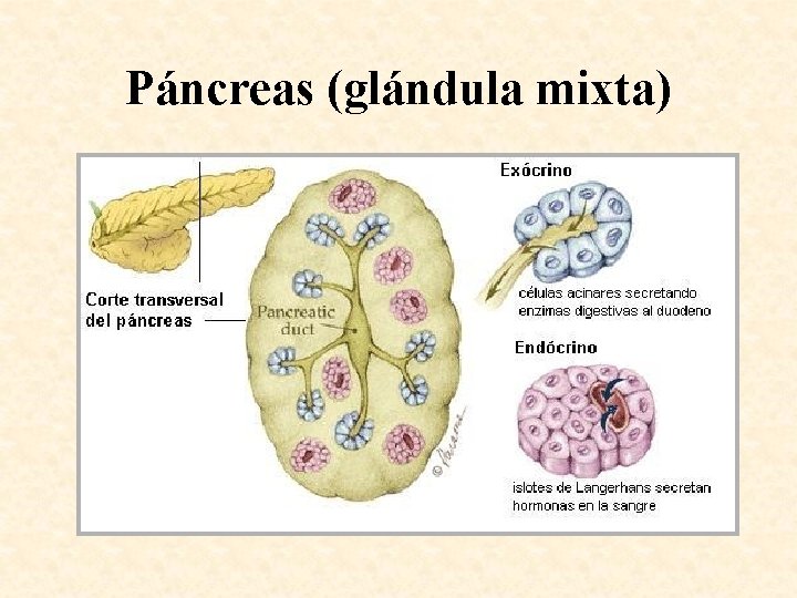 Páncreas (glándula mixta) 