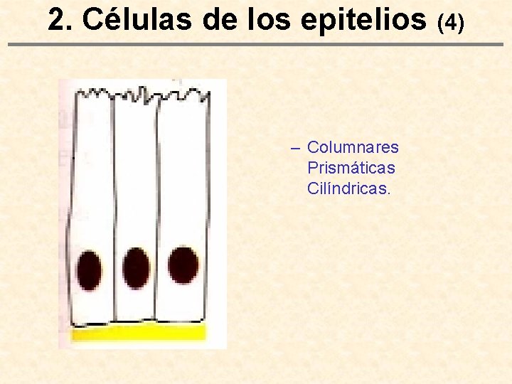 2. Células de los epitelios (4) – Columnares Prismáticas Cilíndricas. 