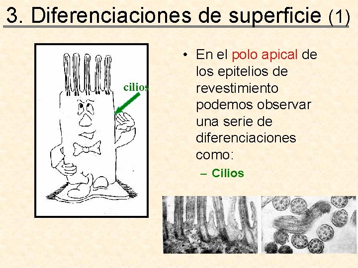 3. Diferenciaciones de superficie (1) cilios • En el polo apical de los epitelios