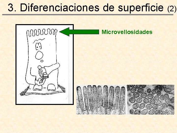 3. Diferenciaciones de superficie (2) Microvellosidades 