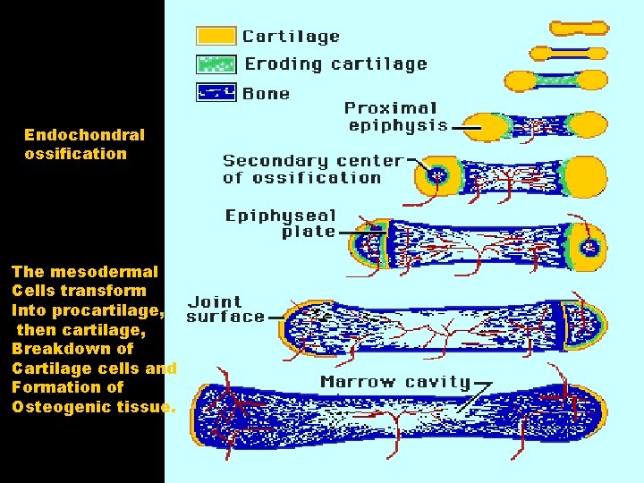 Endochondral ossification The mesodermal Cells transform Into procartilage, then cartilage, Breakdown of Cartilage cells