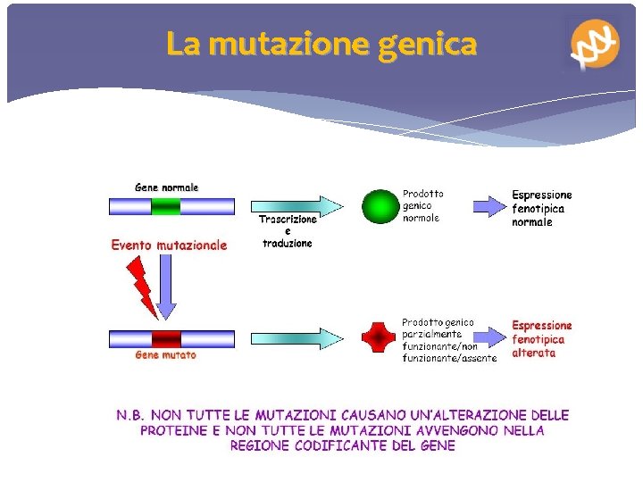 La mutazione genica 