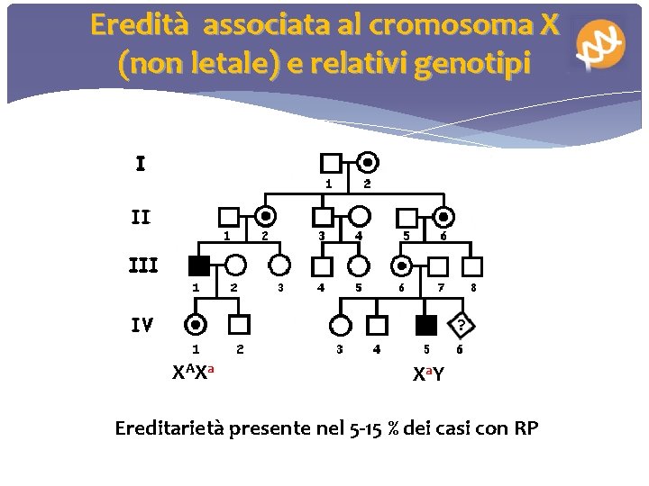 Eredità associata al cromosoma X (non letale) e relativi genotipi XA Xa X a.