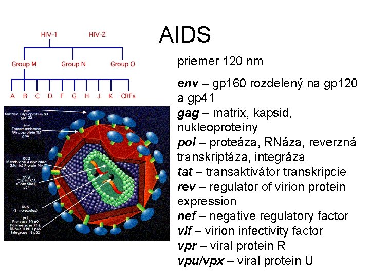 AIDS priemer 120 nm env – gp 160 rozdelený na gp 120 a gp