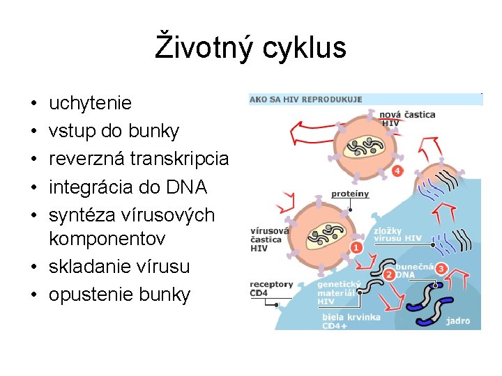 Životný cyklus • • • uchytenie vstup do bunky reverzná transkripcia integrácia do DNA Životný cyklus • • • uchytenie vstup do bunky reverzná transkripcia integrácia do DNA
