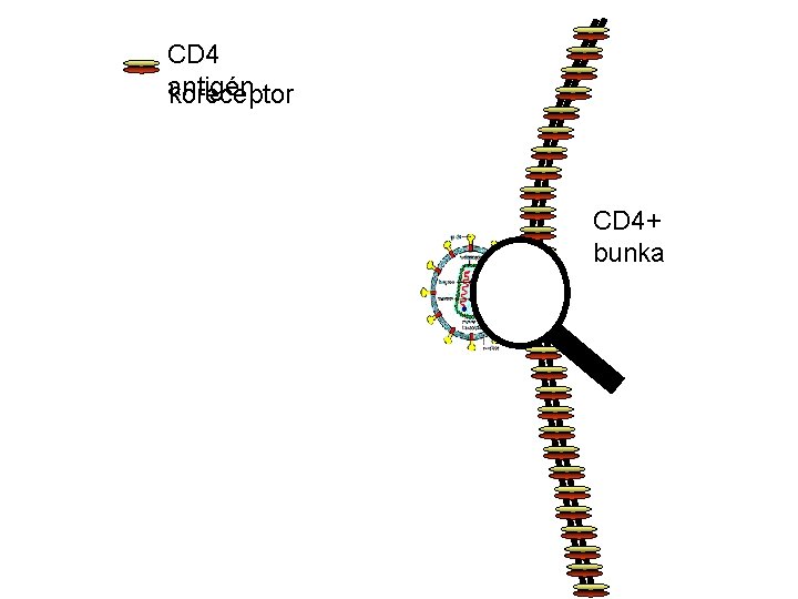 CD 4 antigén koreceptor CD 4+ bunka 
