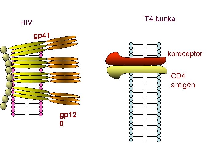 T 4 bunka HIV gp 41 koreceptor gp 4 1 CD 4 antigén gp