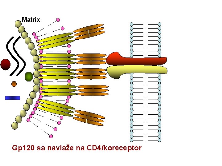 Matrix Gp 120 sa naviaže na CD 4/koreceptor 